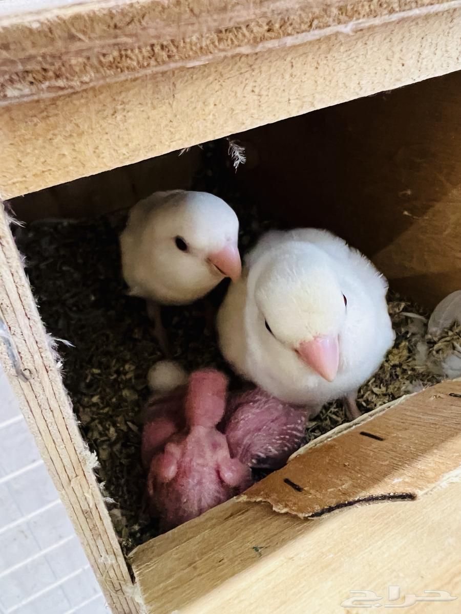 جوز البينو معه فروخ64386431265793110