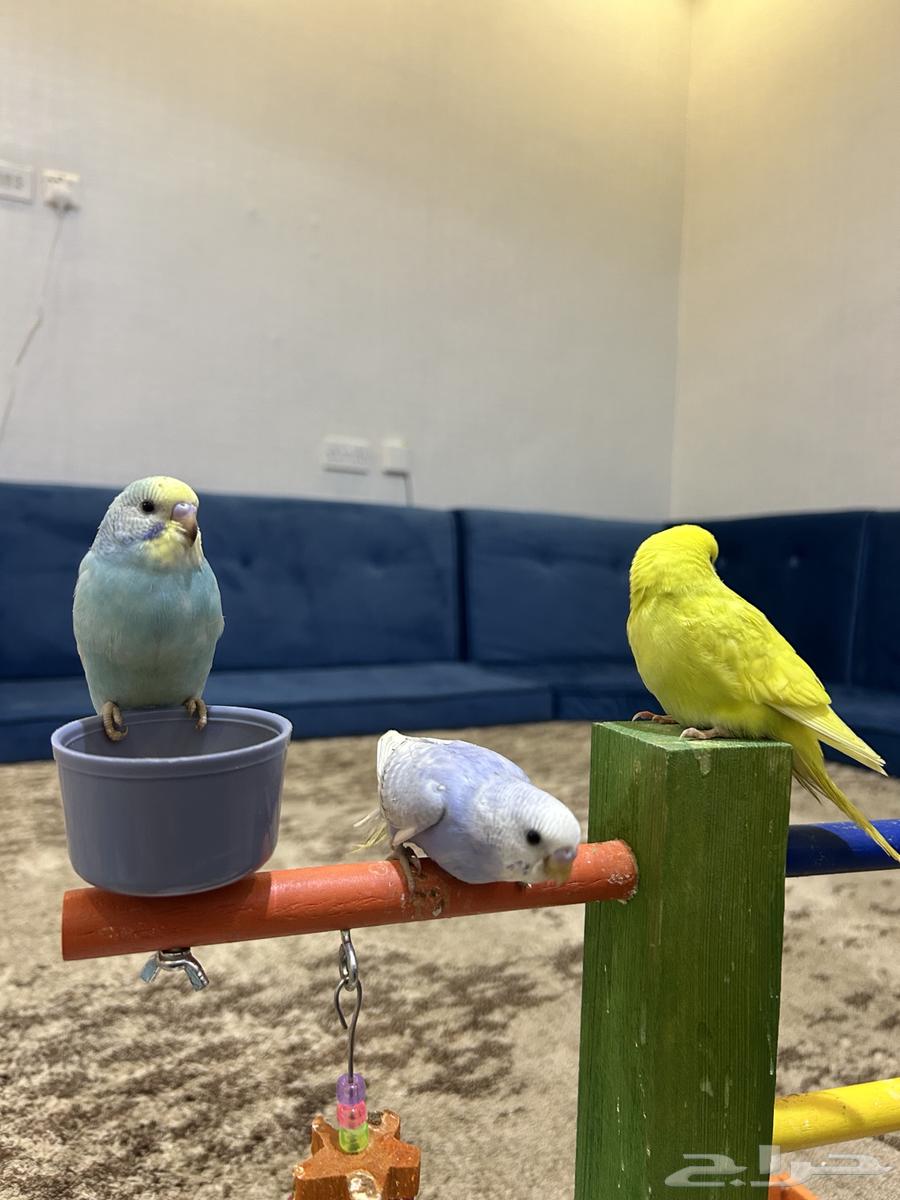 طيور بادجي اليفة64387481326465112