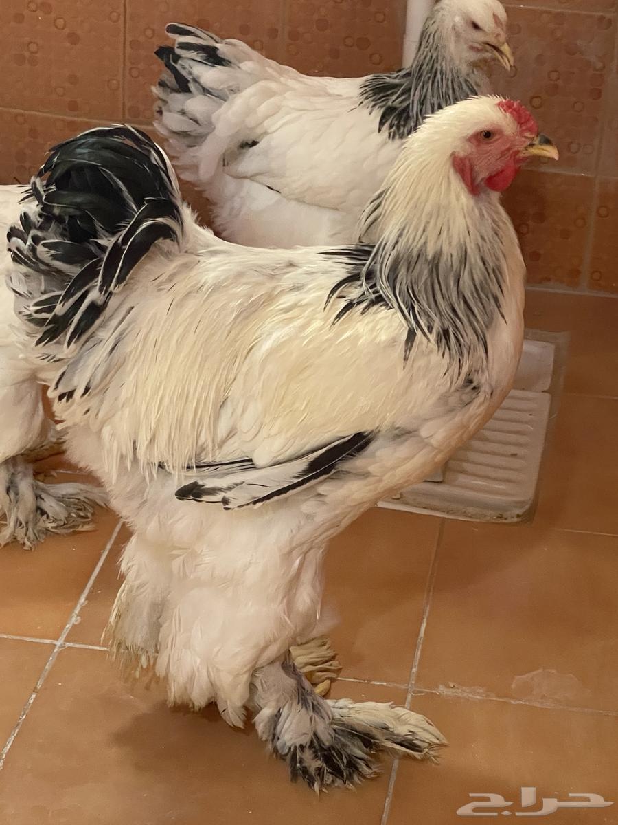 براهما كولمبي64380091729794114