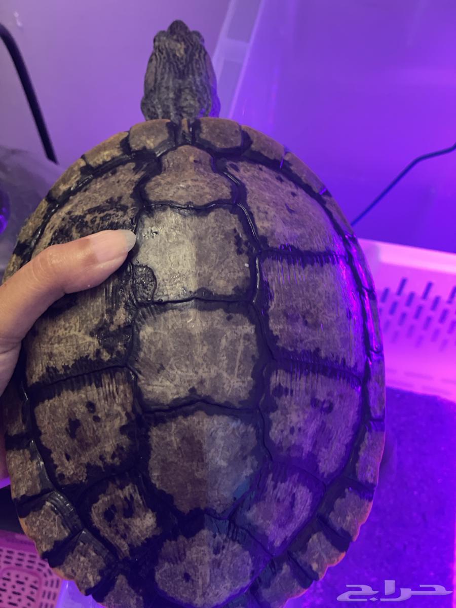 سلاحف برمائيه احجام كبيره64387494955779114