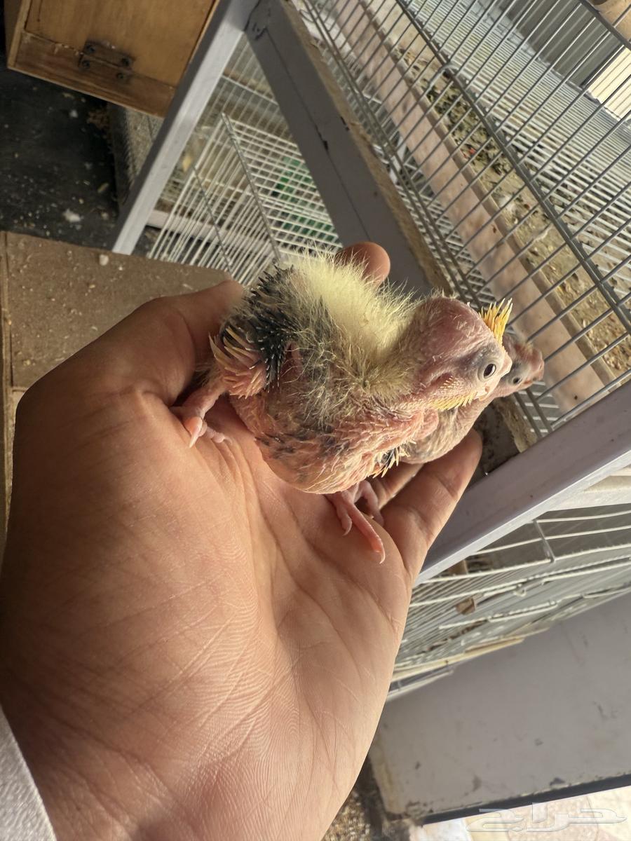 فروخ كروان تقبل الغر64383094821634110