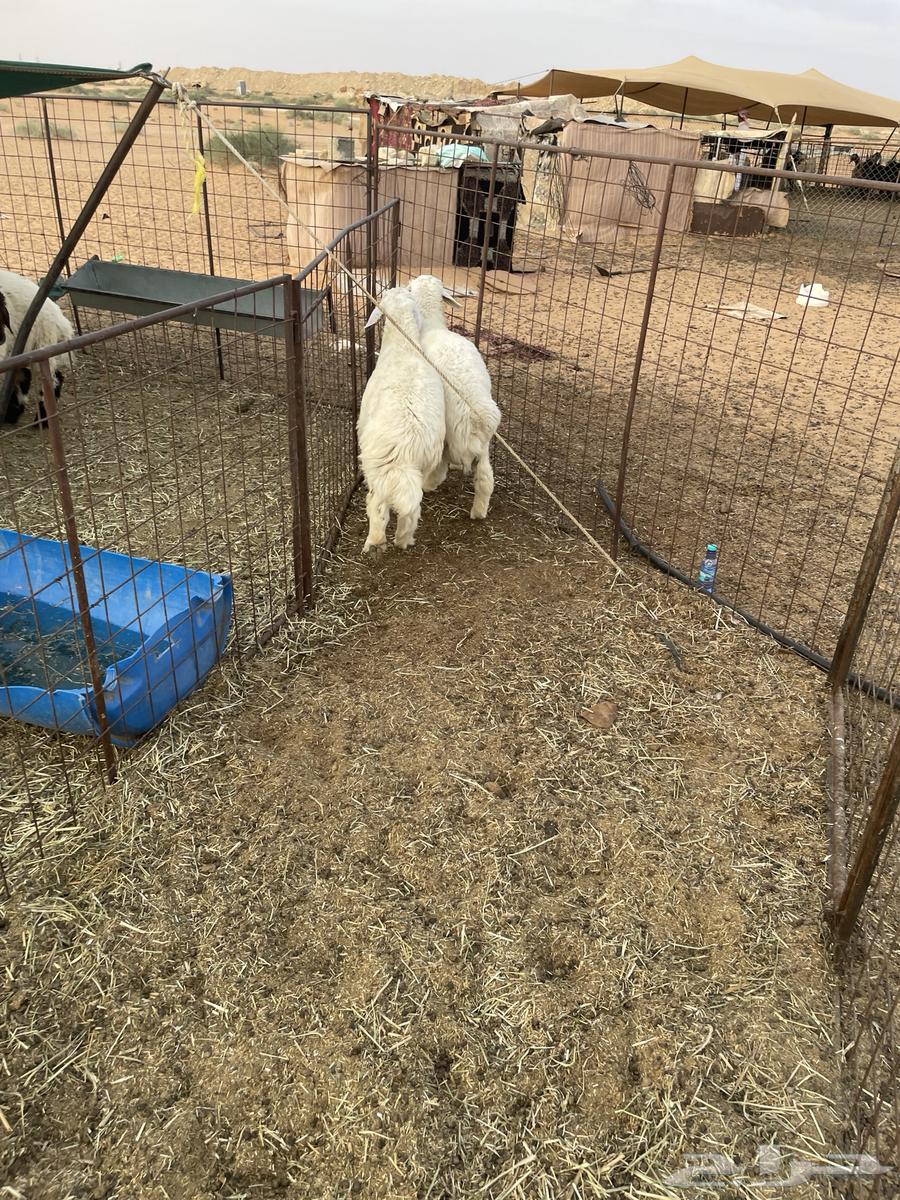 خرفان العدد 2 البيع جمله او تفريد64382459743362114