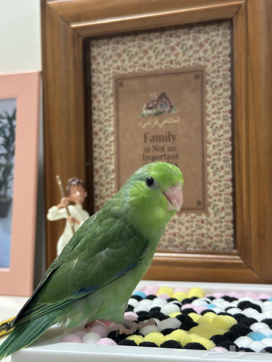 ميني روز بارتوليت64378556555649110