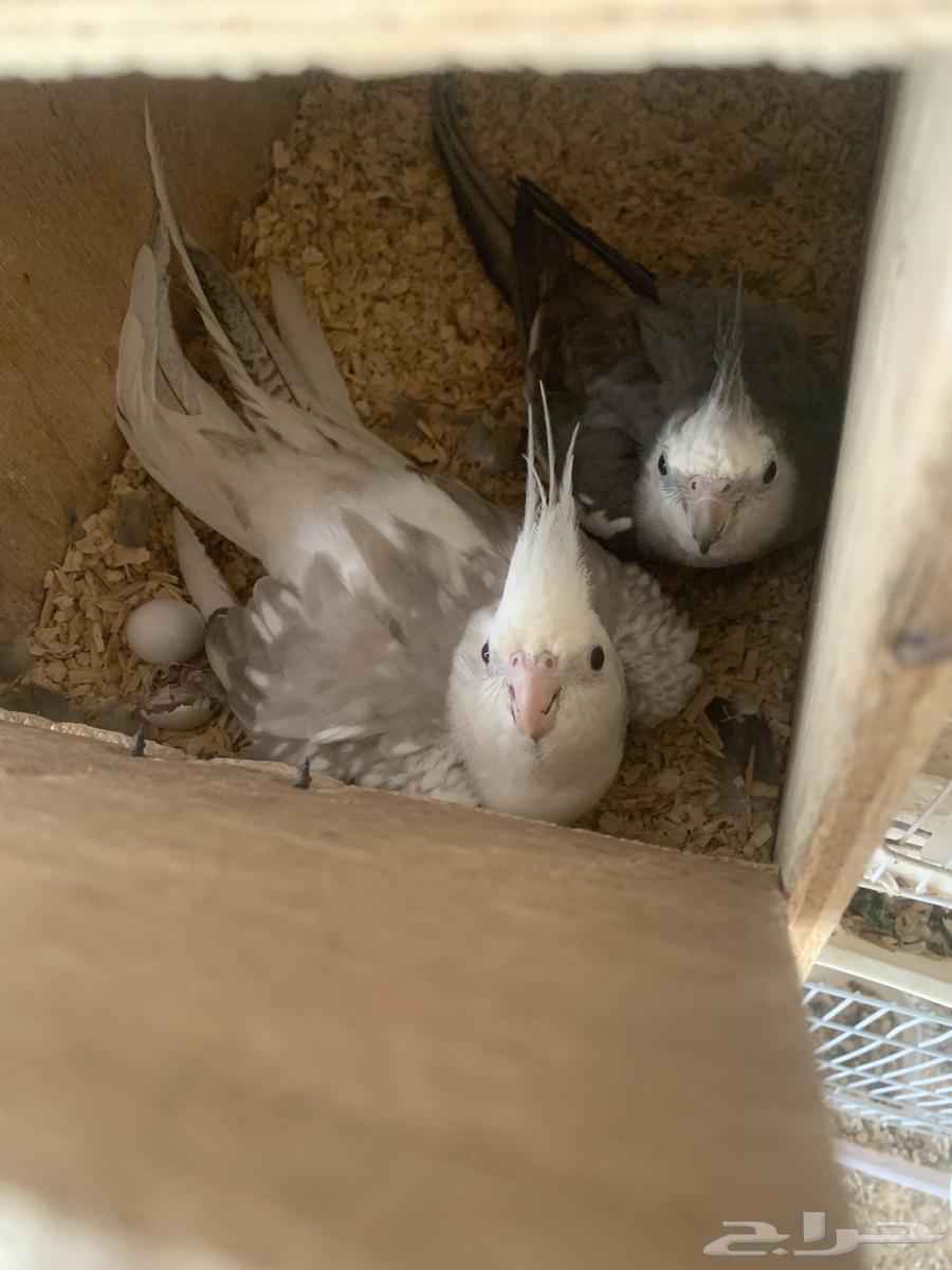 كروان وروز منتجه64384688907137110