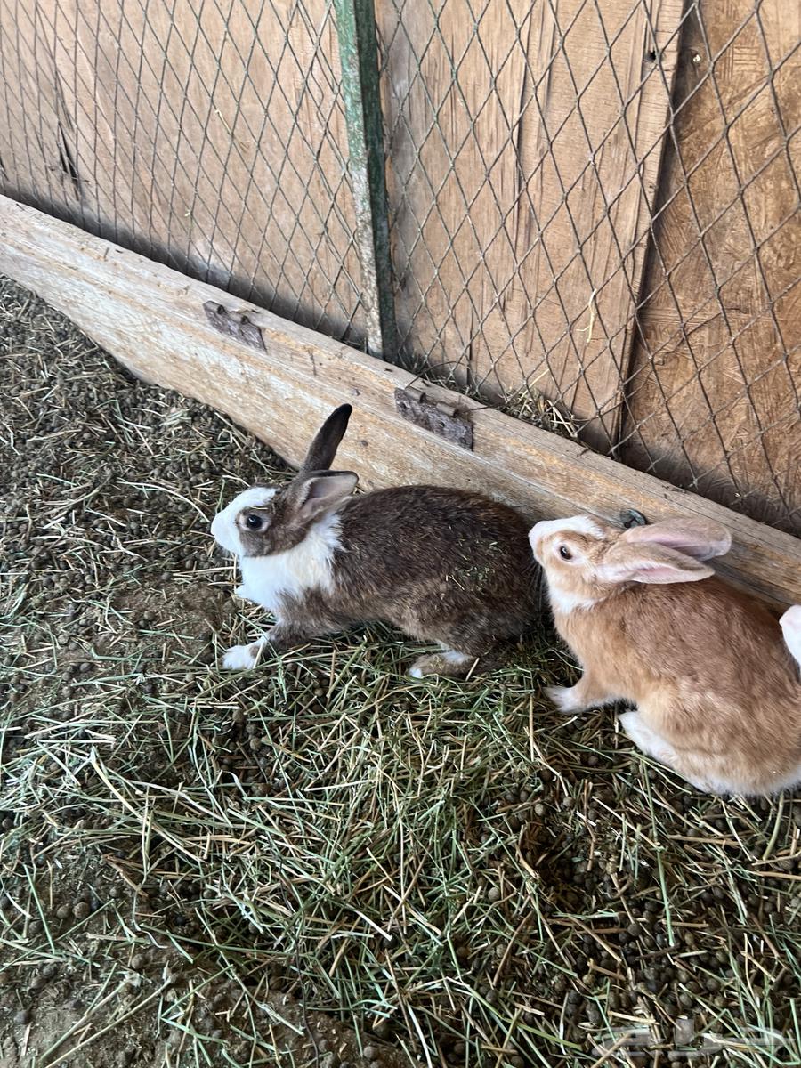 ارنب للبيع64383178094339112