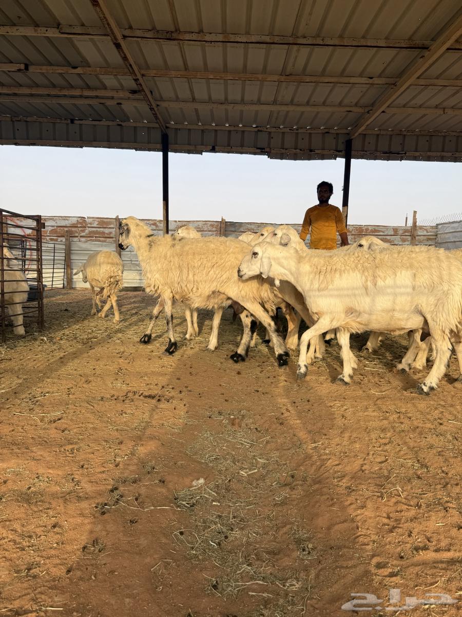 للبيع حريات متابيع64386821943809114