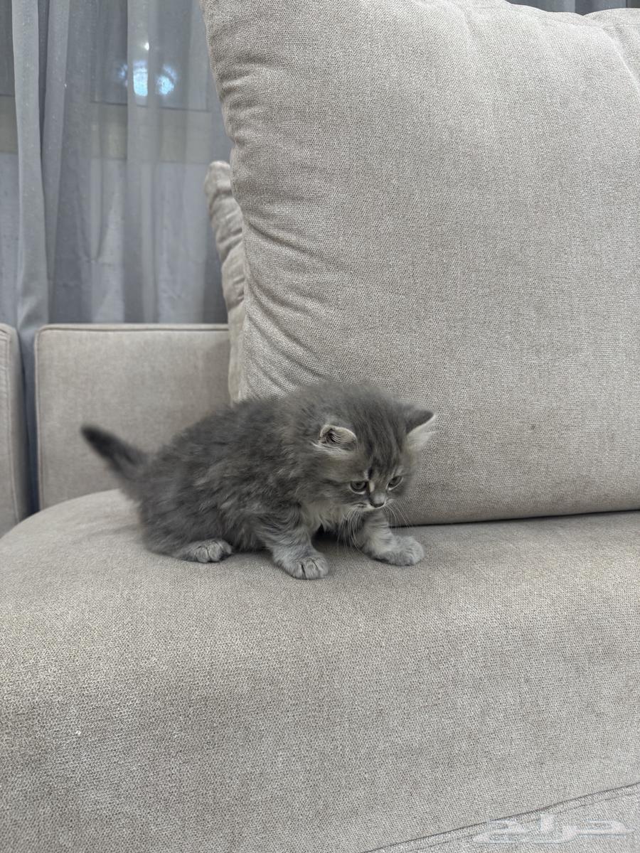 قط للبيع64389599061123114