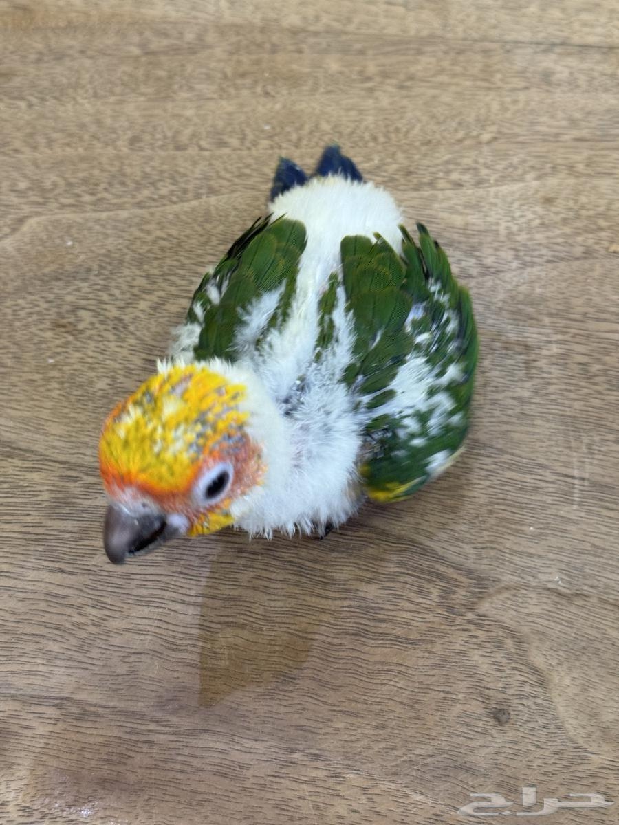 فرخ صن كنيور (((تم البيع)))64382955875331112