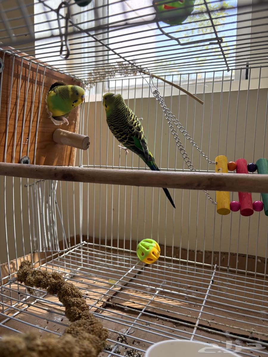 2 بادجي للبيع64381934542083110