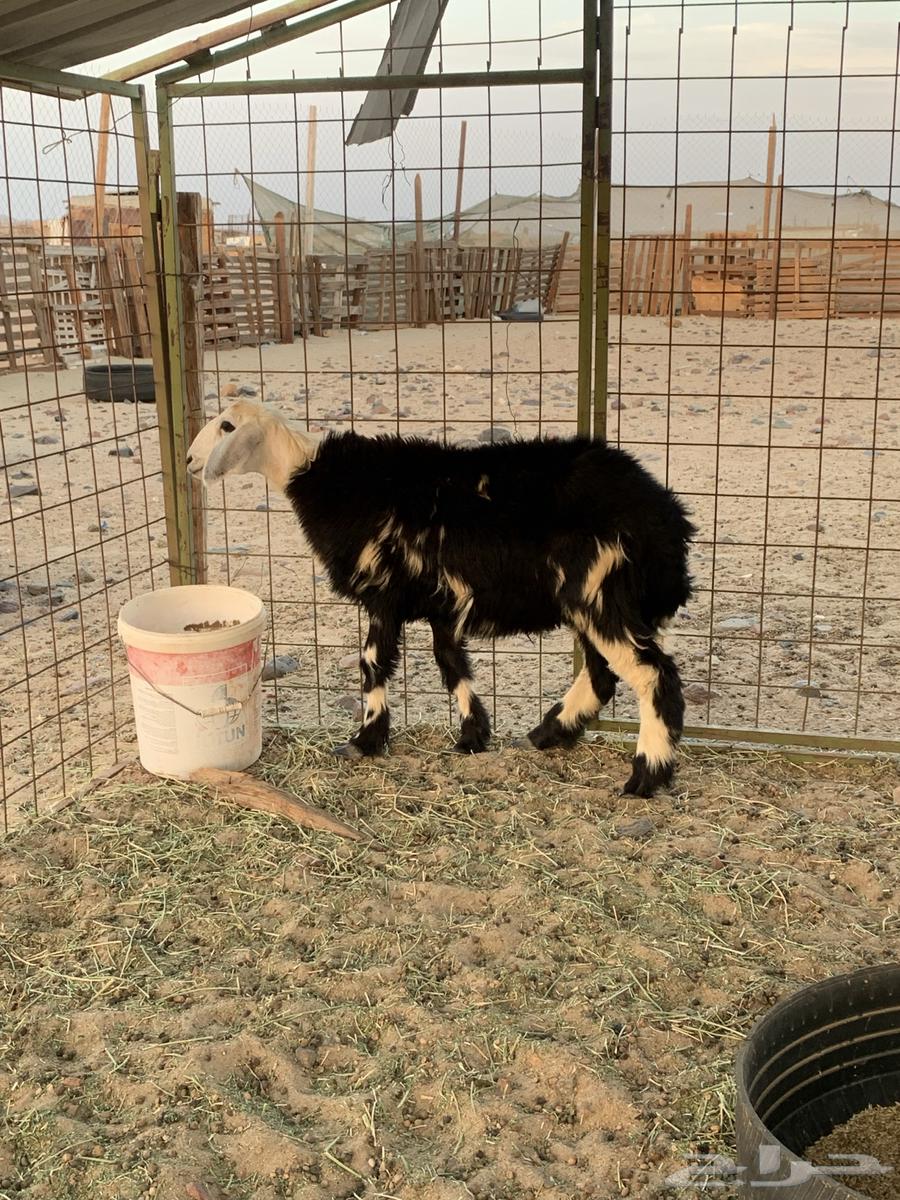 طلي نجدي64392223834371111