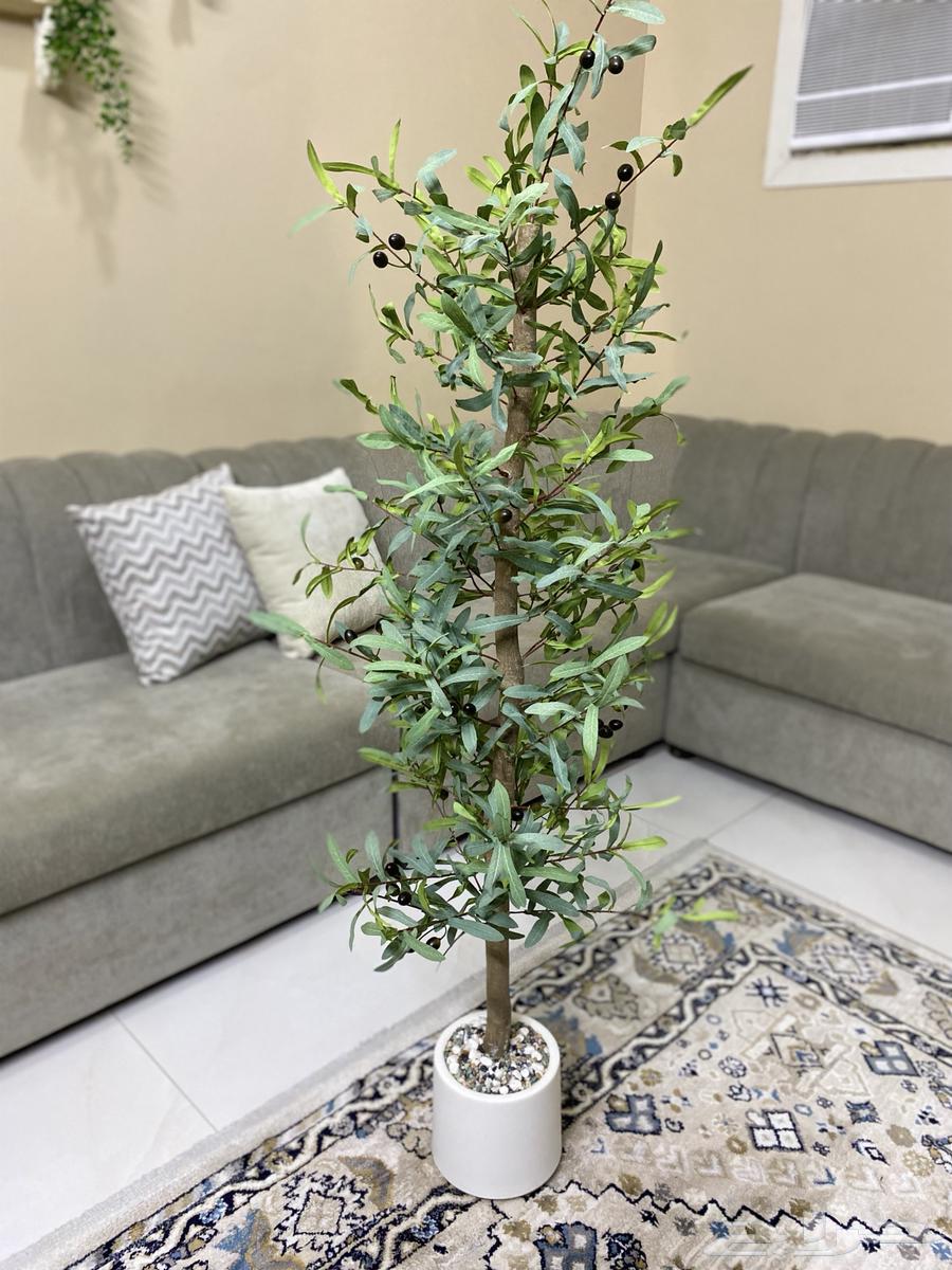 اشجار للزينة جديدة64378193651201113