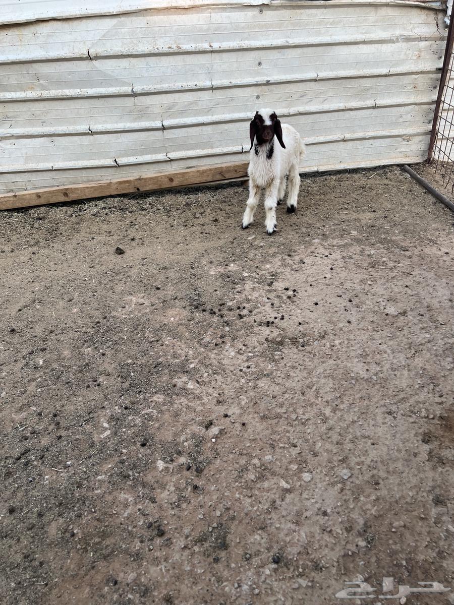 Dagor Namei and a crossbred goat on Bakharq Hasib64389252805123112