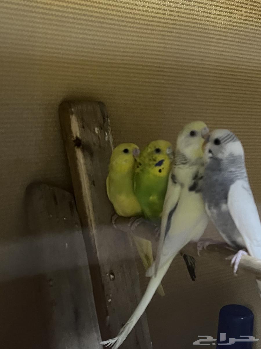 طيور البادجي جوزين للبيع صحه ممتاز64382914149890111