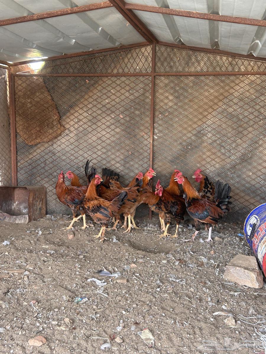 دجاج بلدي64382059318787110