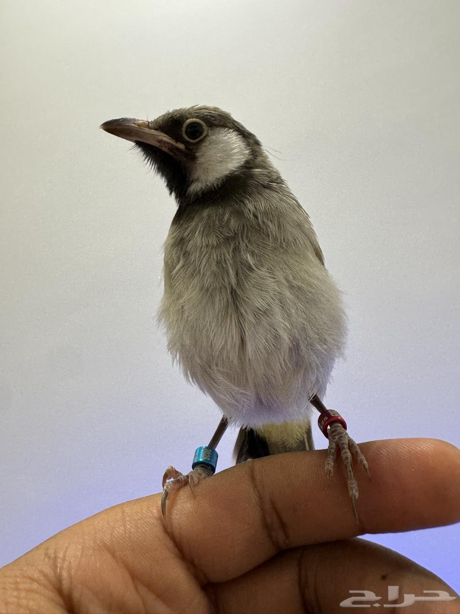 للبيع فرخ بلبل حساوي64377637670274114