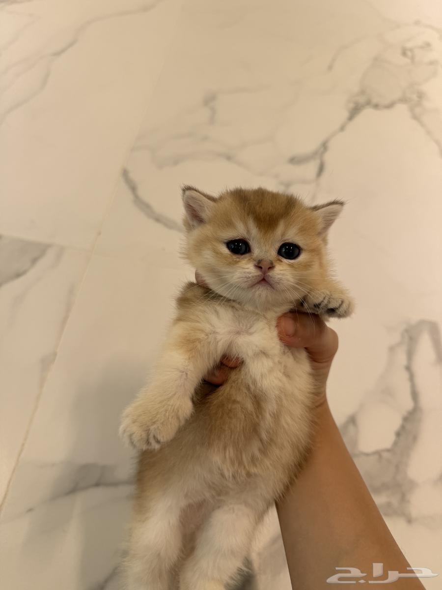 كتن قط ذكر سكوتش شورت هير للبيع64384272905985113