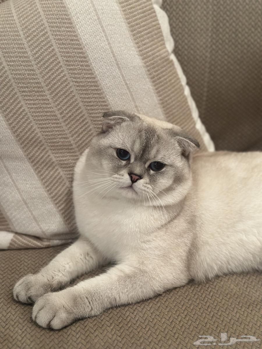 Cats for mating64386487426691113