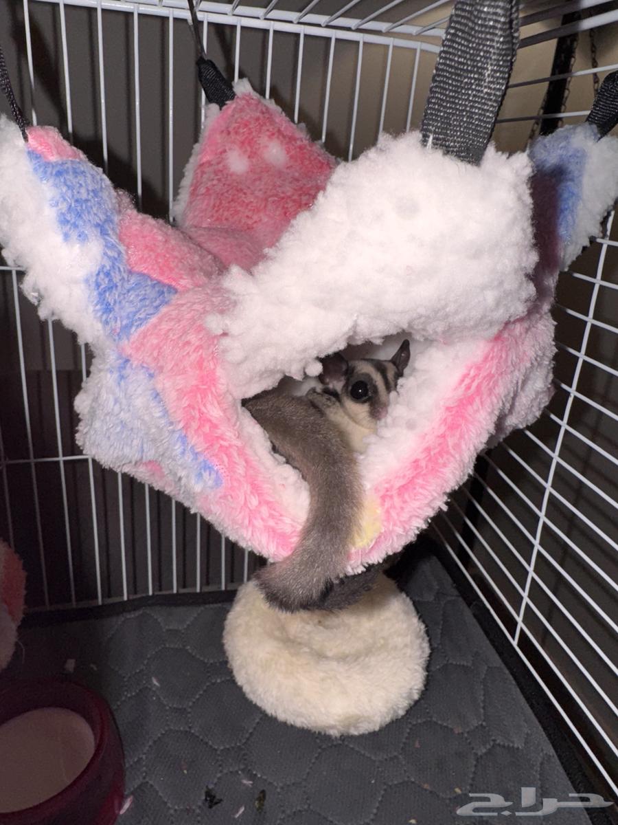 شوقر قلايدر ( السنجاب الطائر )64380197781251113