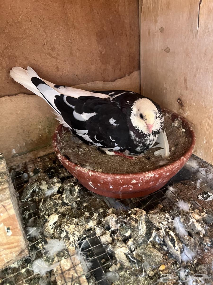 قطايف اجوز وفرايد ذكور واناثي64382776401794112