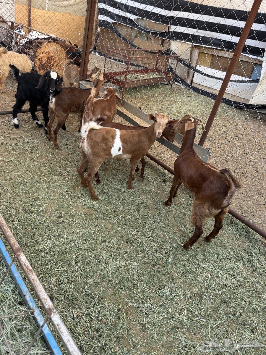 عنقان ذبايح او تربيه64384396565762111