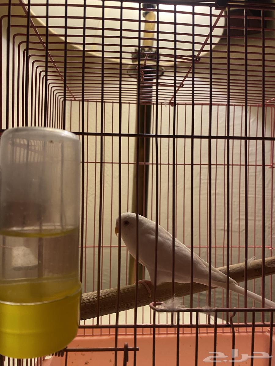 عصفور بادجي64380356671233112