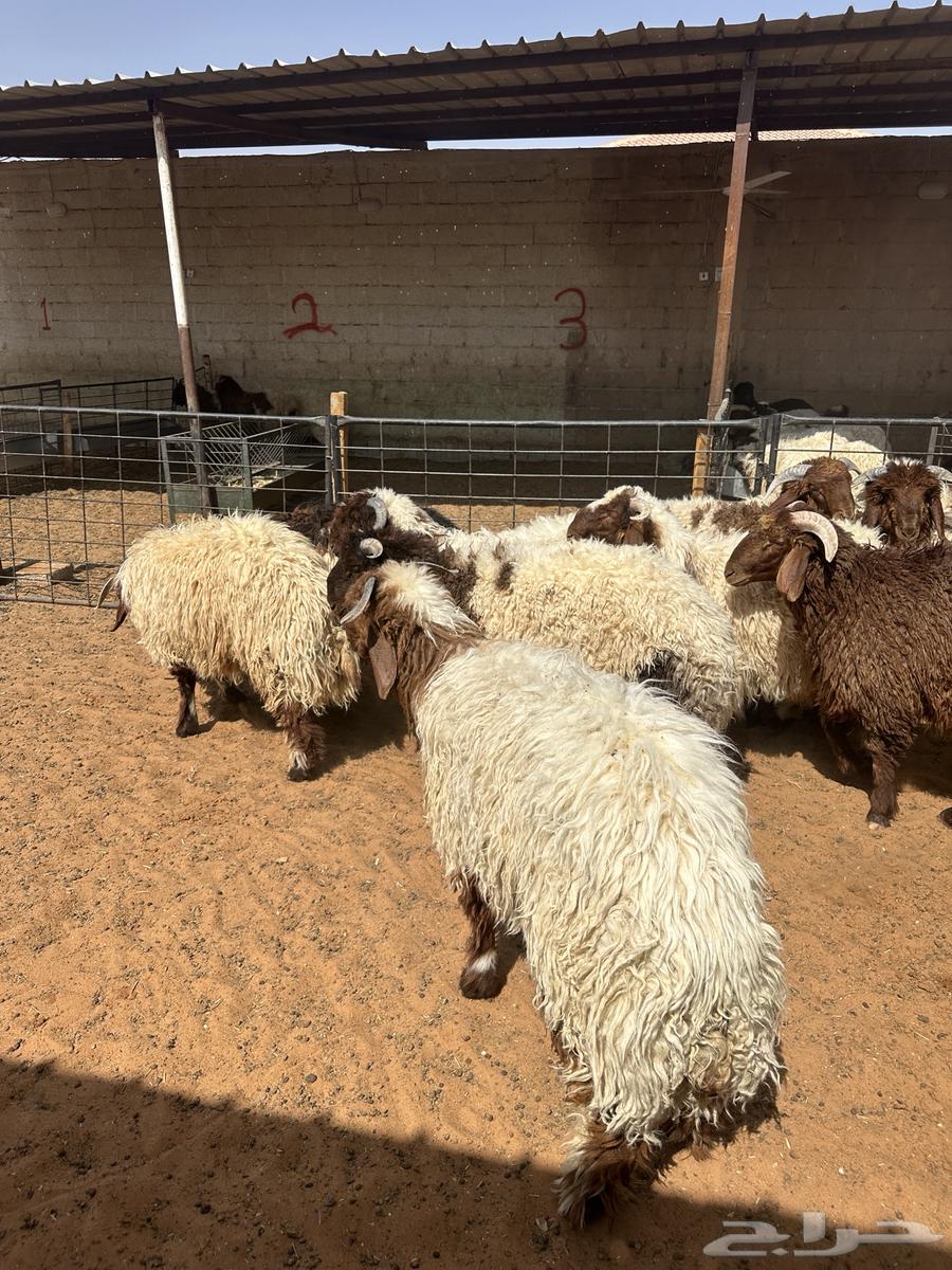 جذعان طليان نعيم64381480435329112