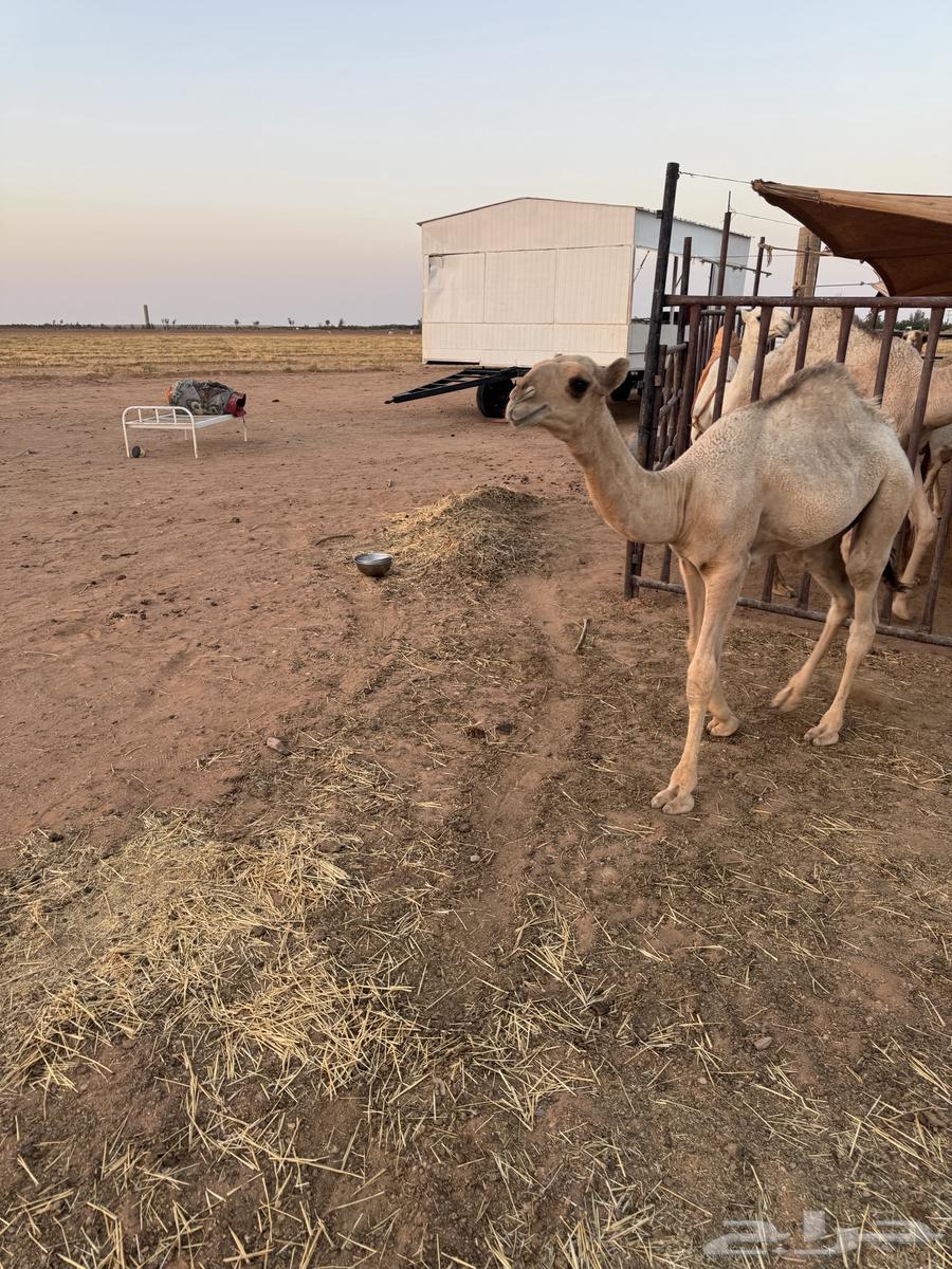 حوار يرضع امه للبيع64387550654081113