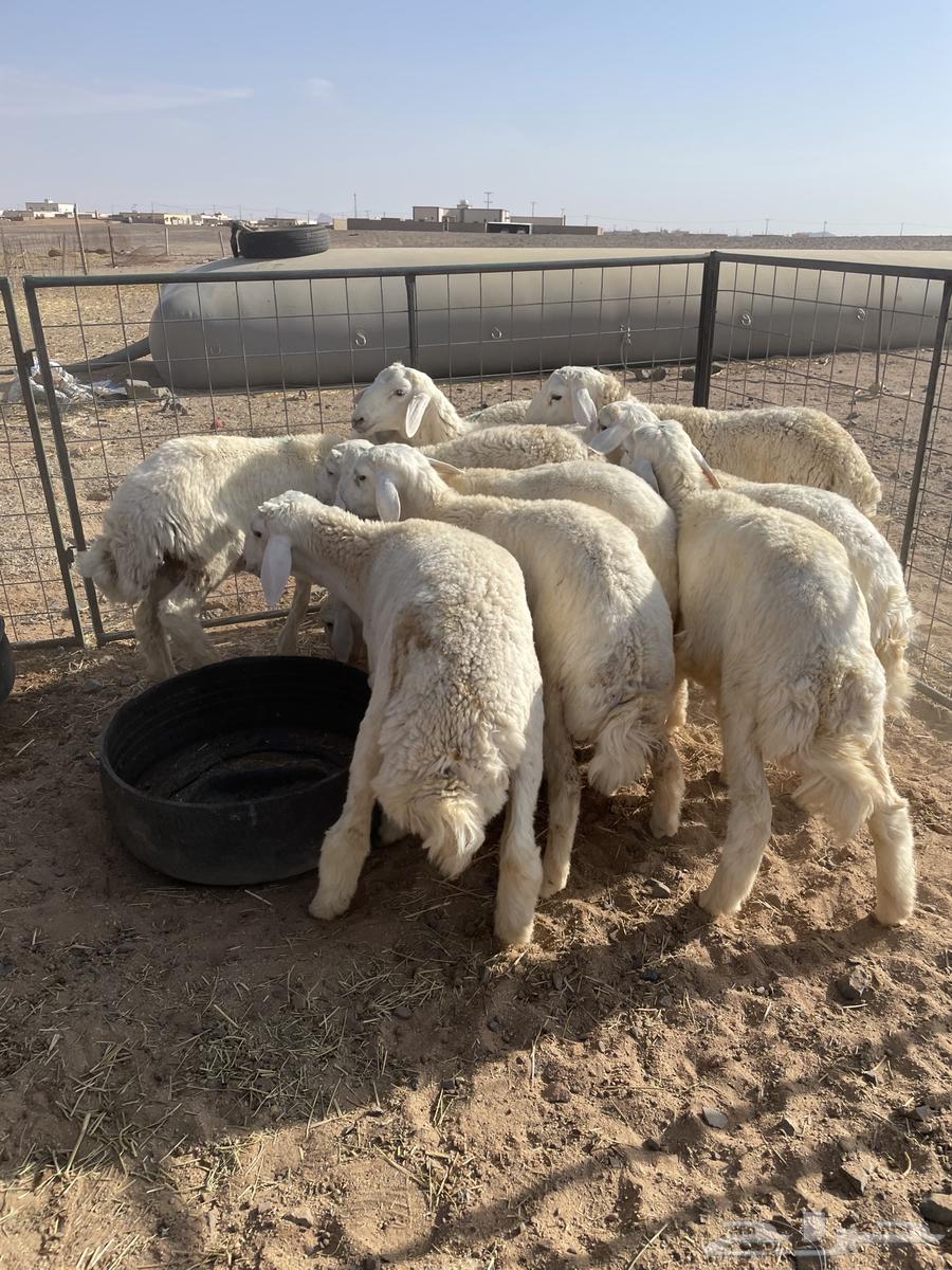 Sheep64380792341762111