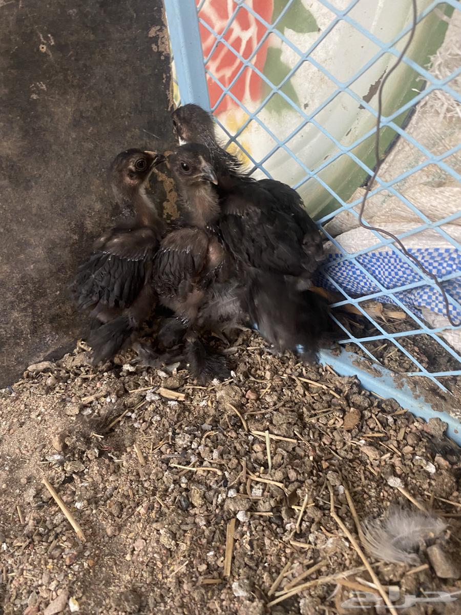 فروخ براهما64389667999617114