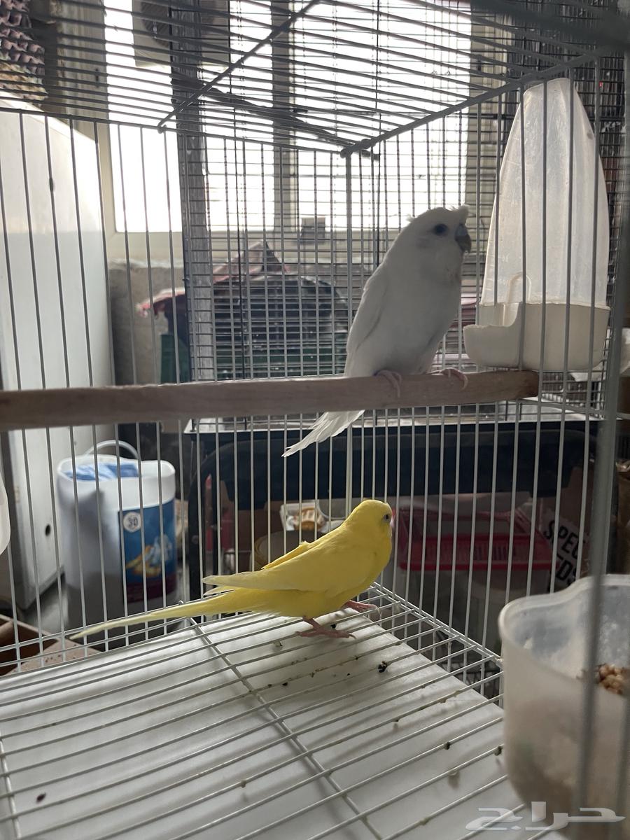 جوز بادجي البينو ولاتينو مع 3 فروخ64381370359683112