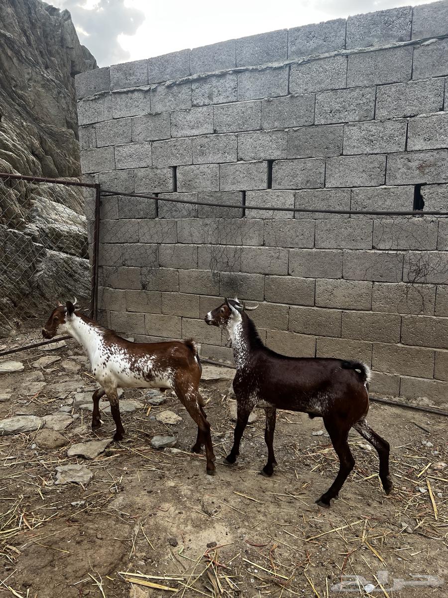 Tios and Sheh64377315219075111