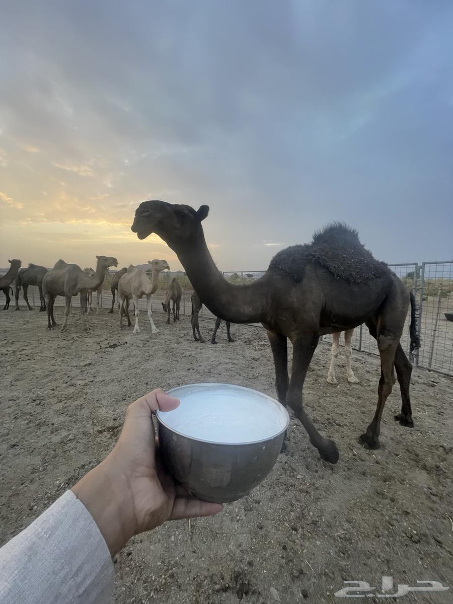 للبيع بكره مجهم كفو64388078894977110