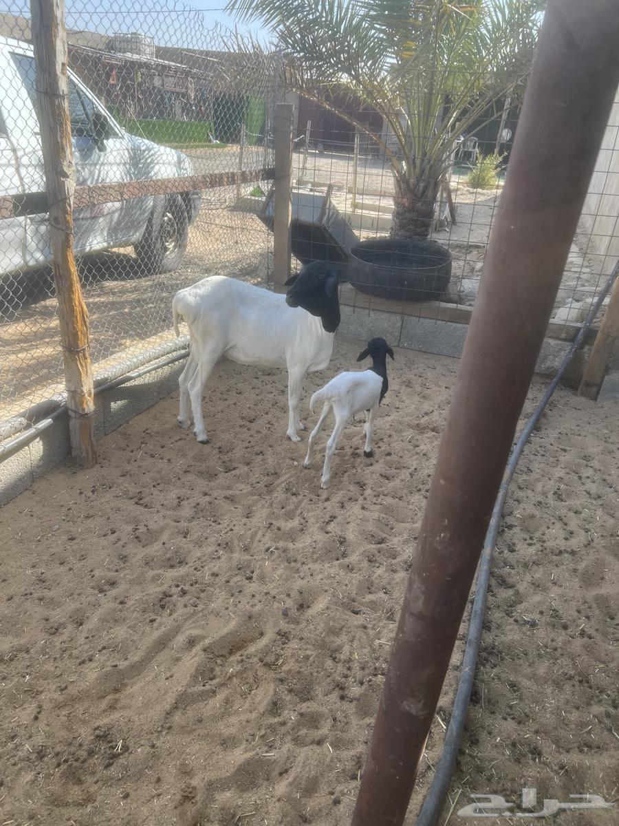 بربريه معها خروف64381287355267114