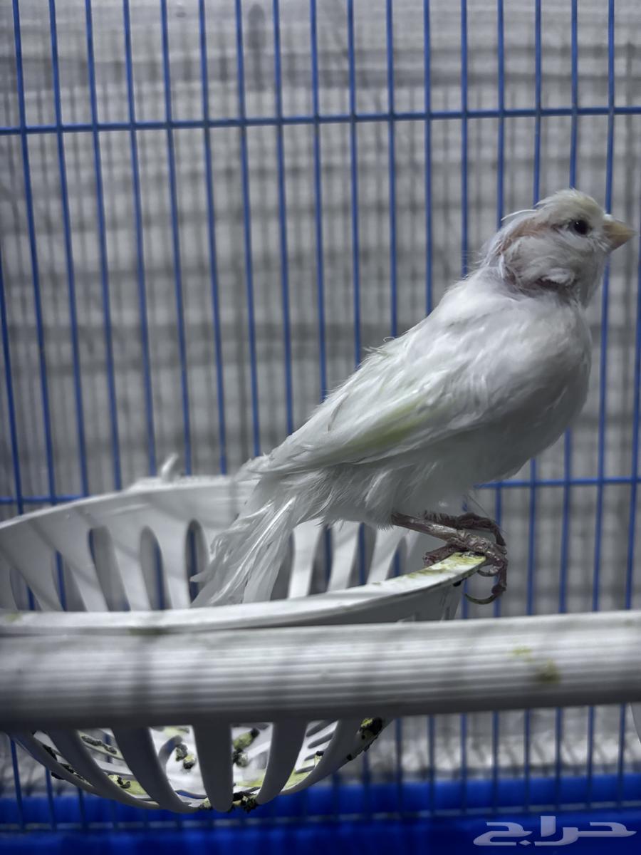 انثى كناري جاهزه64382597018627112