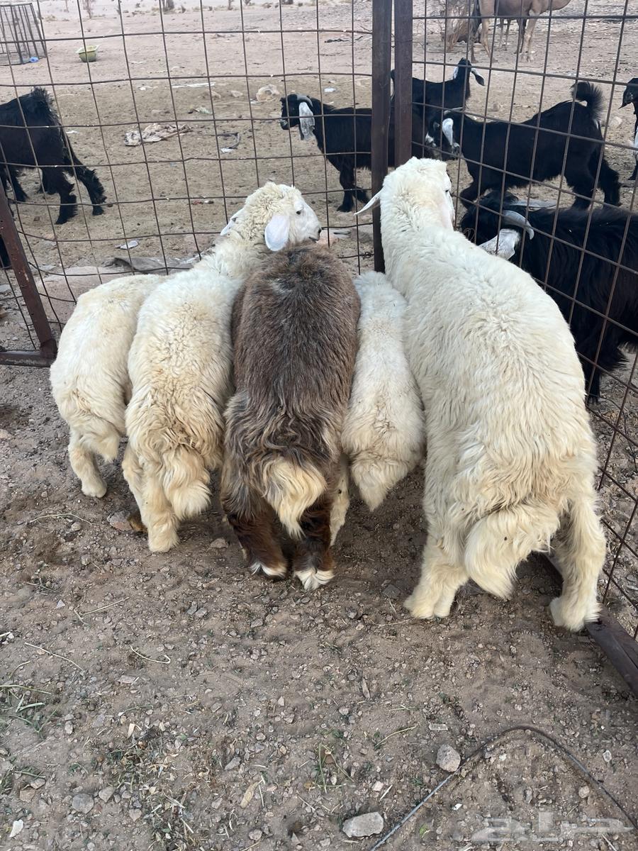 طليان حريه64388259628417111