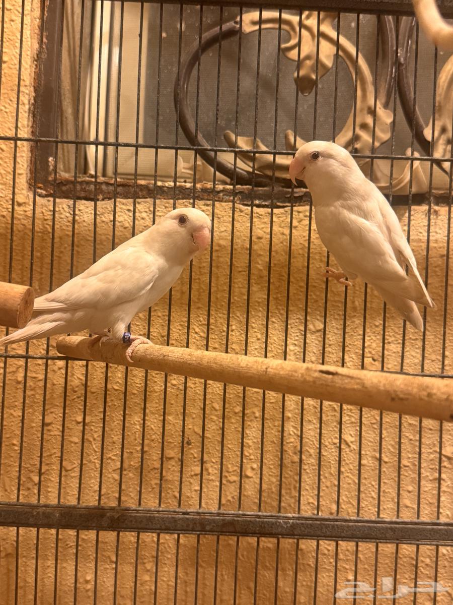 جوز روز البينو64389791605507111