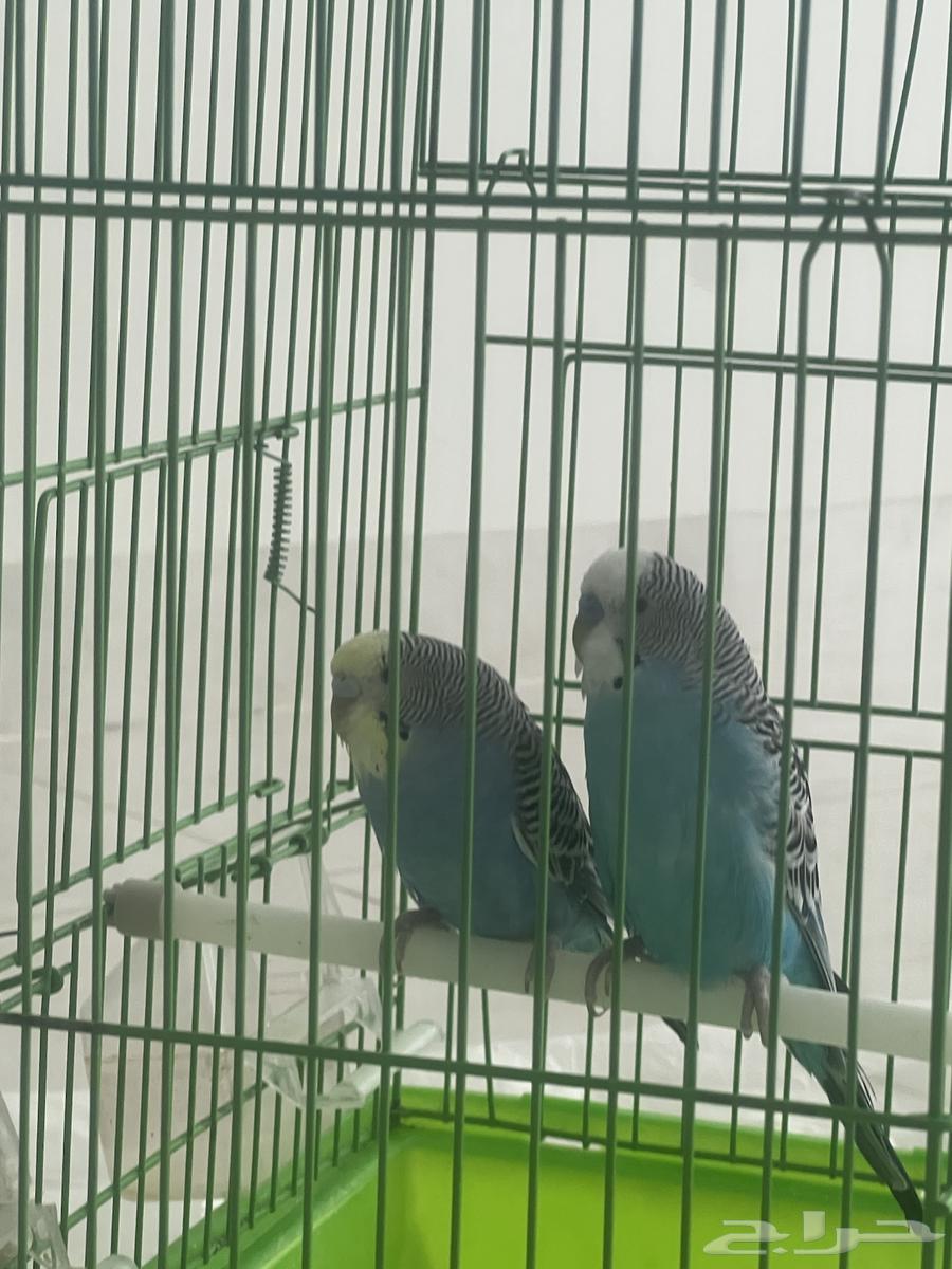 طيور زينه64383802090371110