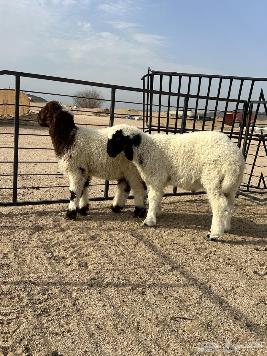 طليان نعيمي لباني فاخر مقفلة شحم64381562188033112