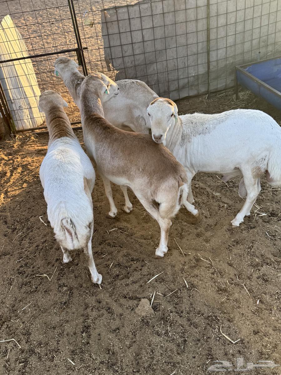 Sheep for sale64380042140545112