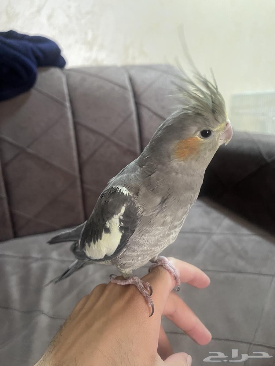 كروان مجهول الجنس64381617025410114