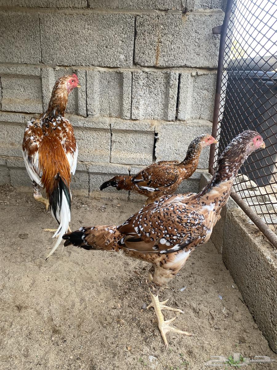 طقم سندي للبيع64382100613123110