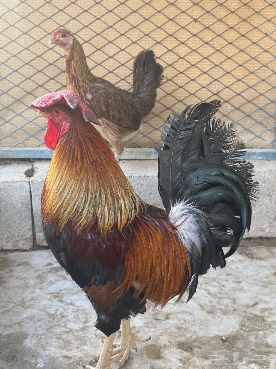 Big rooster free details in my previous ad64387579051395112