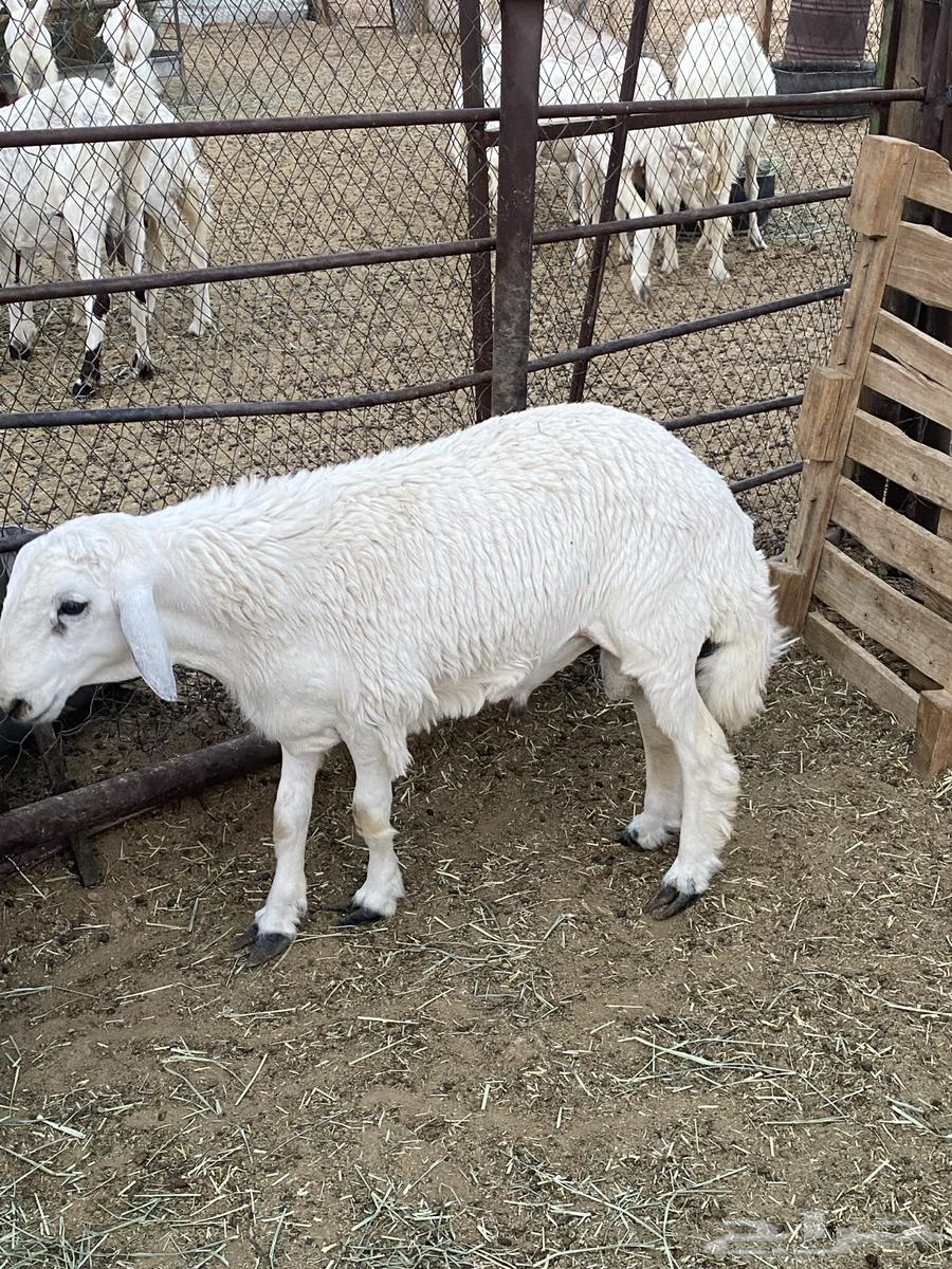 خرفان للبيع64380929932418110