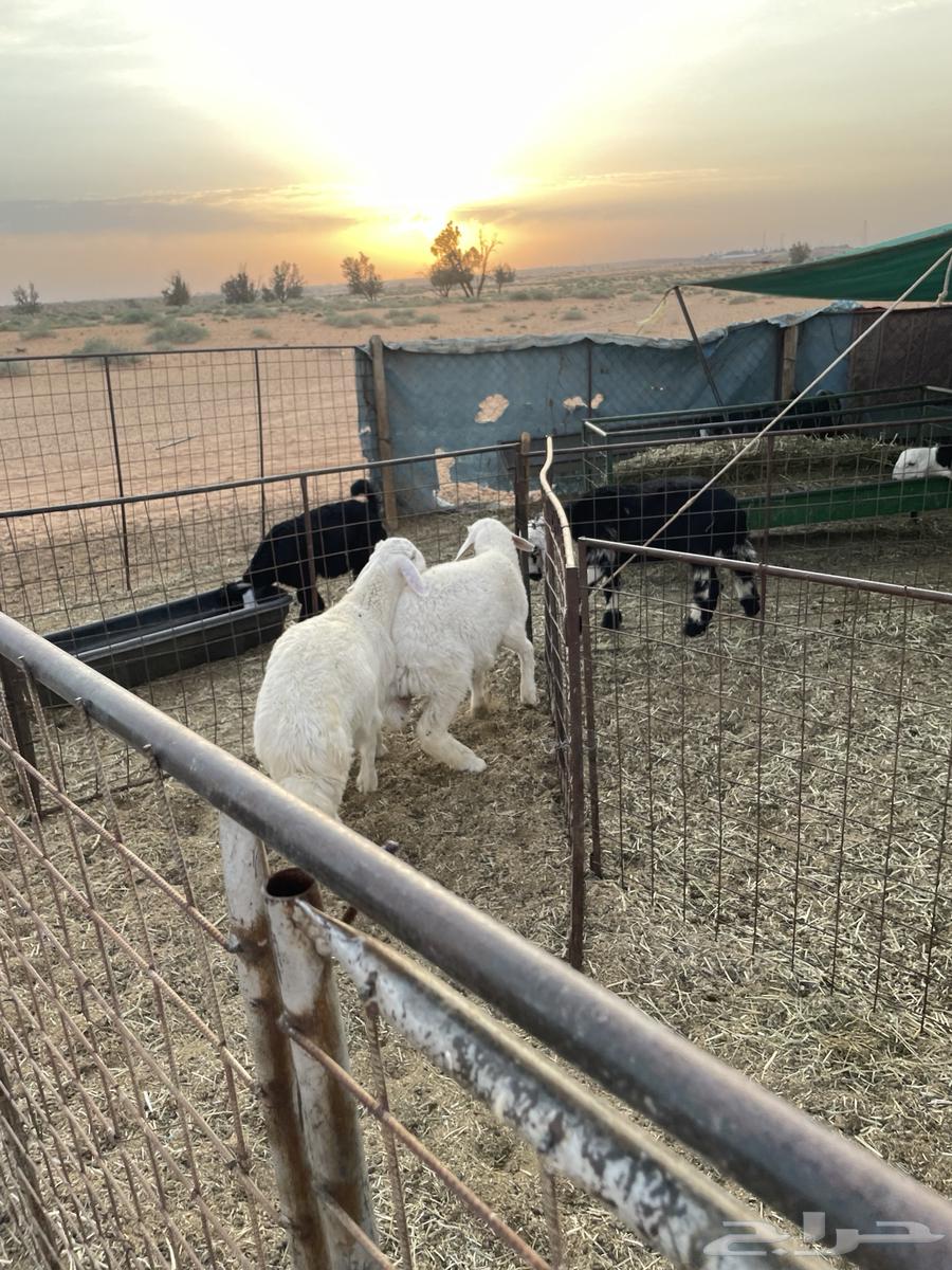 خرفان العدد 2 البيع جمله او تفريد64382459743362112