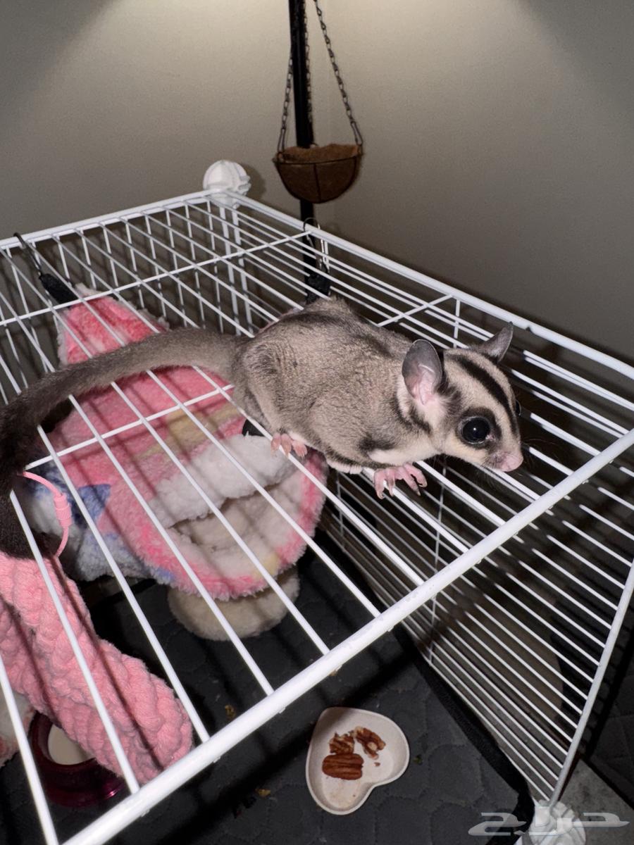 شوقر قلايدر ( السنجاب الطائر )64380197781251112