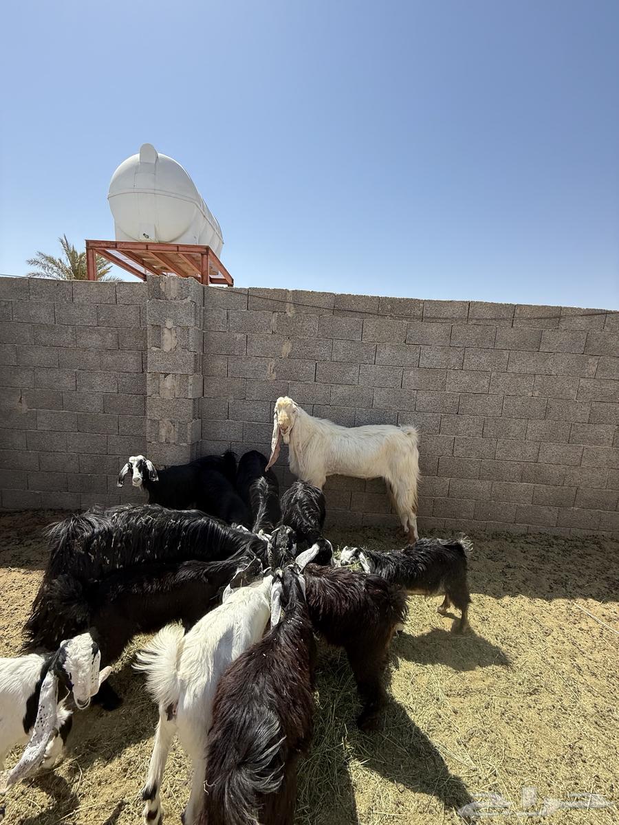 للبيع تيس فحل64381356721155112