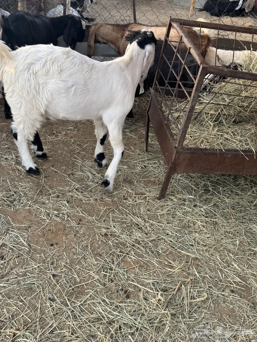 تيوس للبيع عدد 6 تيوس عمارها 5 شهور سمان وطيبه للبيع64387159556993113