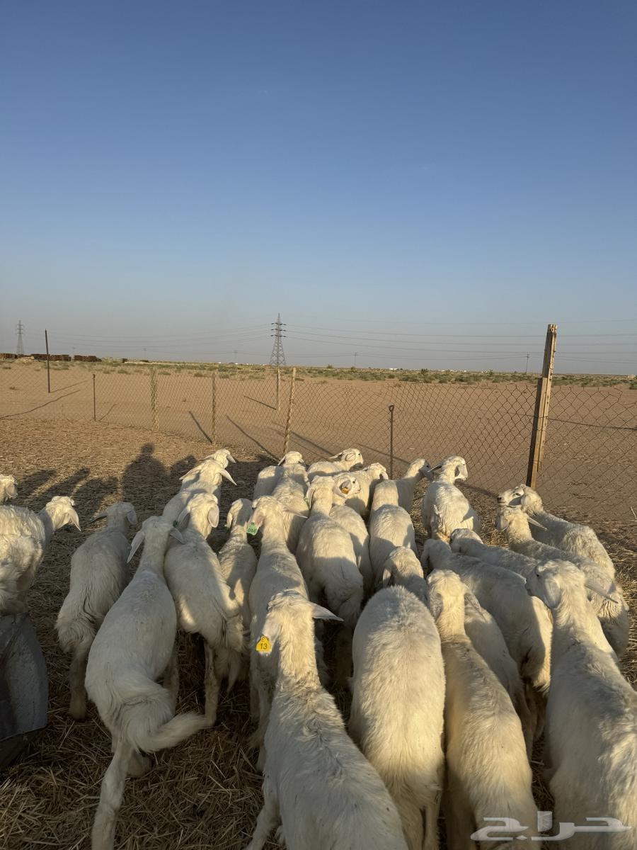 رخال صنف64390416582402114