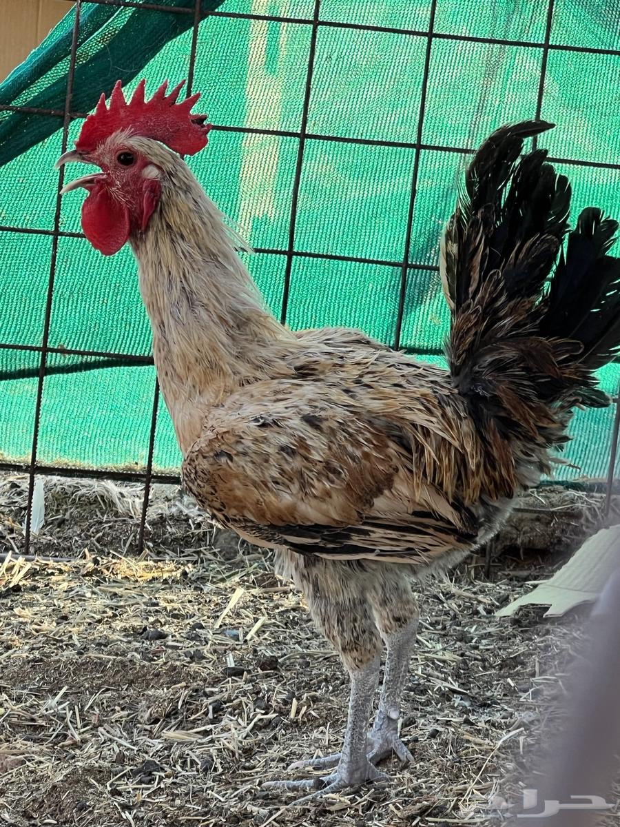 ديكة للبيع64389447178627111