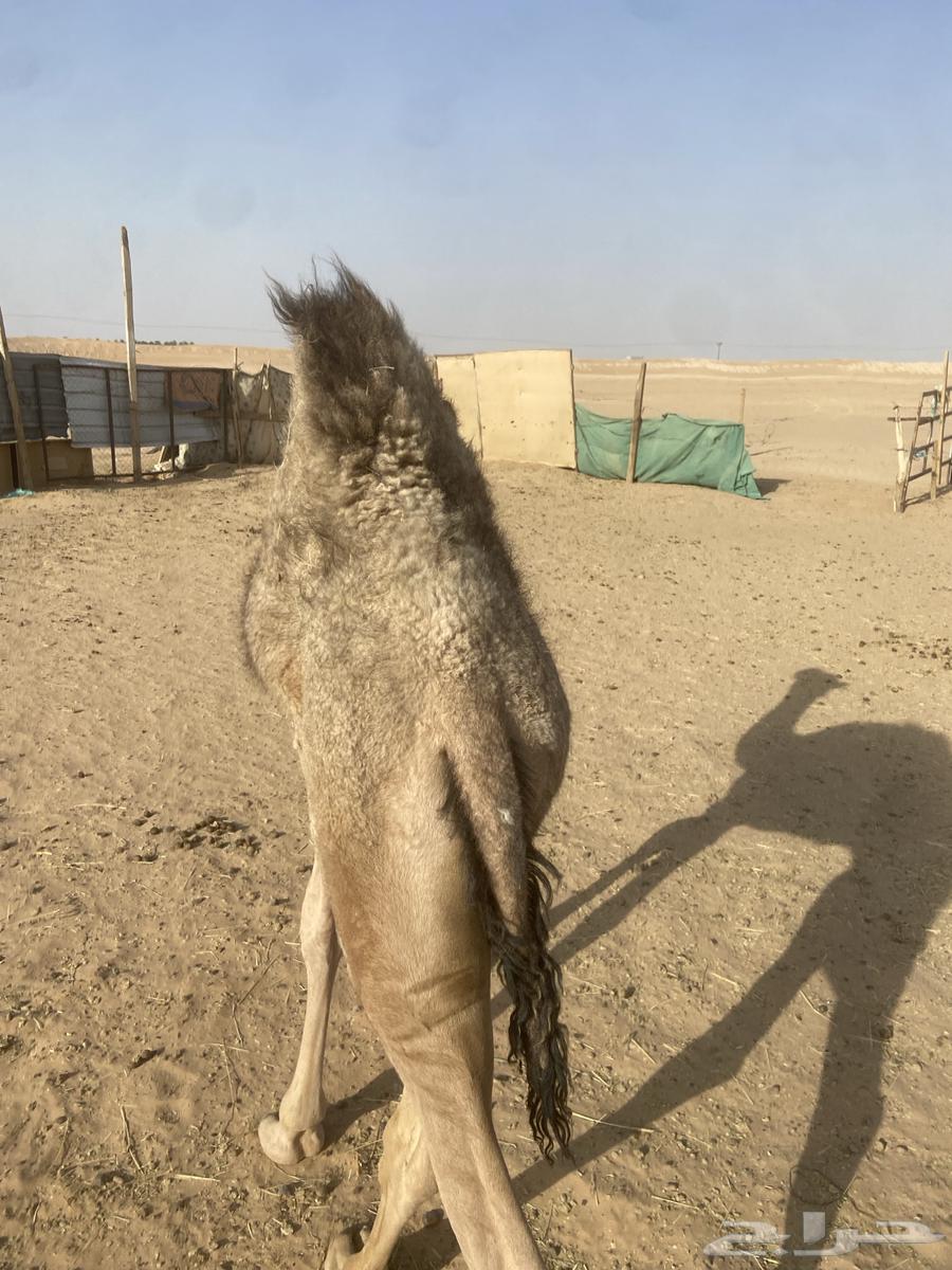 قعود لباني للبيع64387857333763111